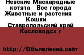 Невские Маскарадные котята - Все города Животные и растения » Кошки   . Ставропольский край,Кисловодск г.